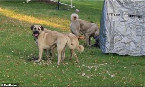 Millionaire builder's three pet Turkish Kangals go on a rampage ...