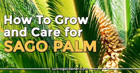 Sago Palm Cycas Revoluta Growing Guide Sumo Gardener