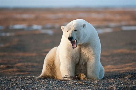 120+ Polar Bear Roaring Stock Photos, Pictures & Royalty-Free Images - iStock