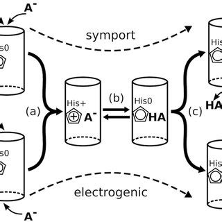 Permeation mechanism including (a) simultaneous internalisation of... | Download Scientific Diagram