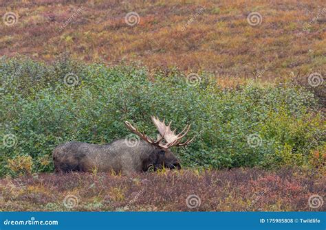 Alaska Yukon Bull Moose In Fall In Alaska Stock Photo Image Of Travel