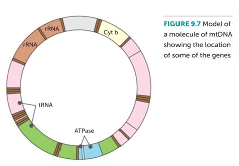 Mitochondrial DNA MtDNA Flashcards Quizlet