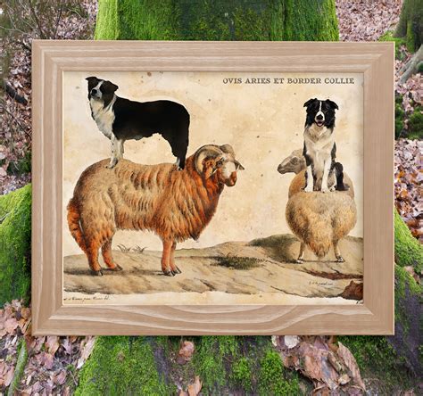 Border Collie Dog Riding Sheep Art Vintage Canvas Print Dog Etsy Uk