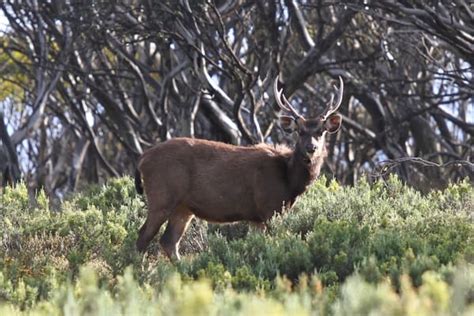 The Rise And Rise Of Feral Deer In Australia Invasive Species Council