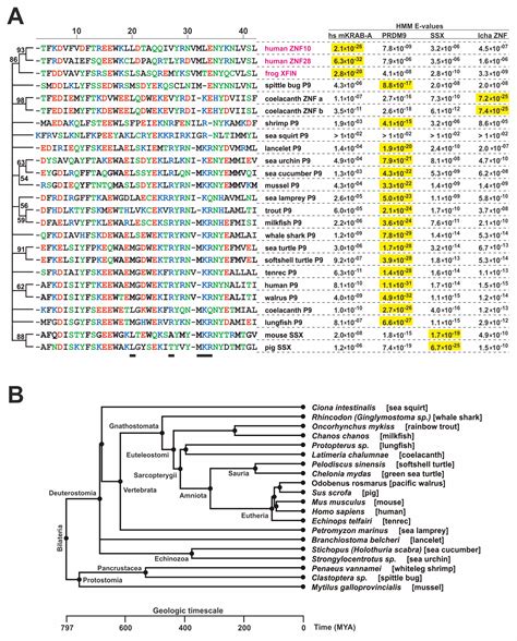 Ijms Free Full Text The Krab Domain Of Znf10 Guides The