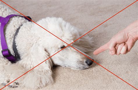 How to Stop Your Dog From Barking at Night [+ Vet Advice]