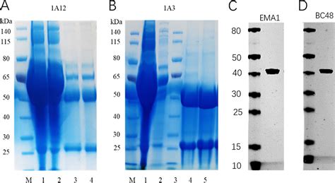 Development Of A Test Card Based On Colloidal Gold