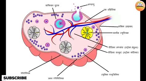 Female Reproductive System मादा प्रजनन तंत्र कैसे काम करता है । Youtube