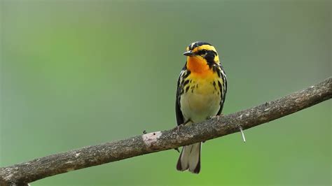 Paruline Gorge Orang E Blackburnian Warbler Rtellier Flickr