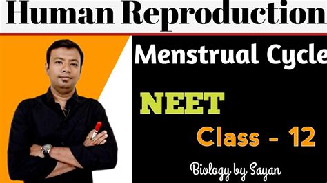 Menstrual Cycle Human Reproduction Class 12 NEET YouTube