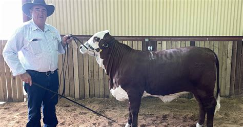 Braford Heifers Average 5222 Queensland Country Life Qld