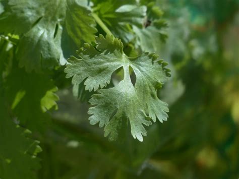 How To Keep Cilantro Fresh In The Fridge For Over Weeks Garden And