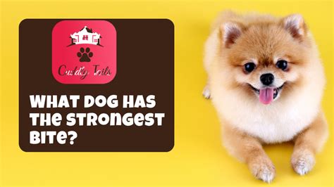 What dog has the strongest bite? - Cuddlytails