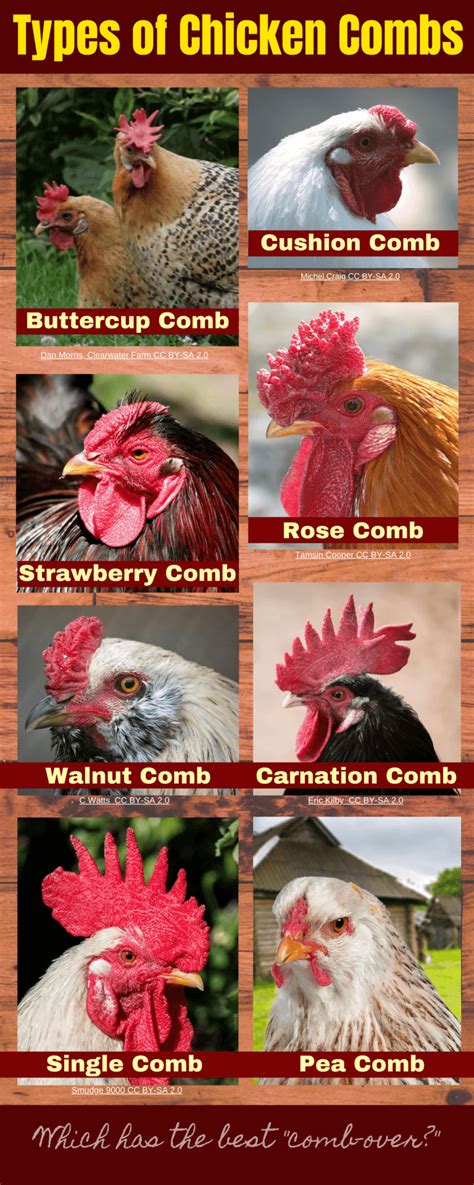 Different Types Of Chicken Combs And If They Arent Red Watch Out