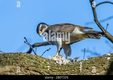 Northern Goshawk (Accipiter gentilis) nesting in Japan Stock Photo ...