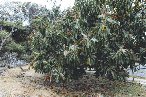 "Ficus Elastica" Bilder – Durchsuchen 8,426 Archivfotos, Vektorgrafiken ...