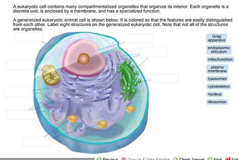 Solved A Eukaryotic Cell Contains Many Compartmentalized Chegg