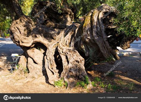 Najstarsze Drzewo Oliwne Na Wyspie Zakynthos Grecja Zdj Cie Stockowe