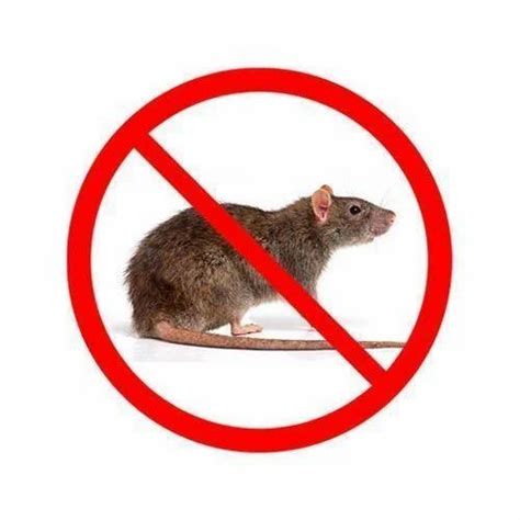 Rat And Mice Control, Rs 700/session Pigeon Control India | ID: 19380040391