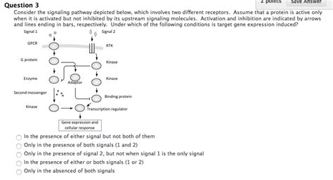 Solved Consider the signaling pathway depicted below, which | Chegg.com 