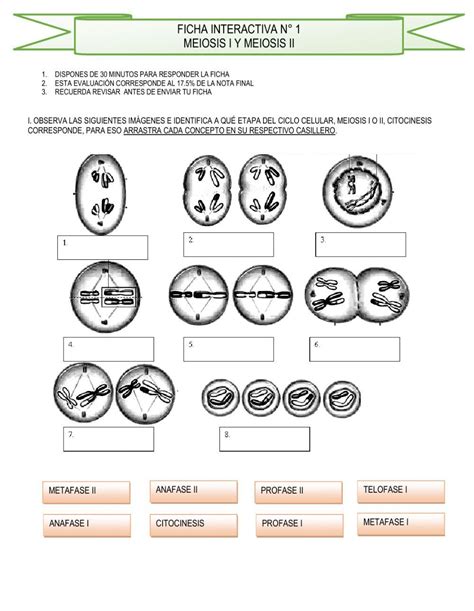 Ficha Online De Meiosis Para 2 Puedes Hacer Los Ejercicios Online O