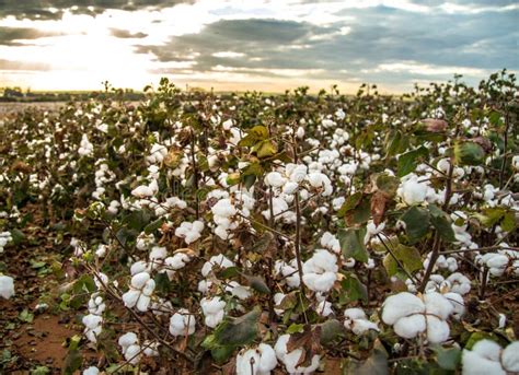 Fondo Di Struttura Della Piantagione Del Campo Del Cotone Immagine