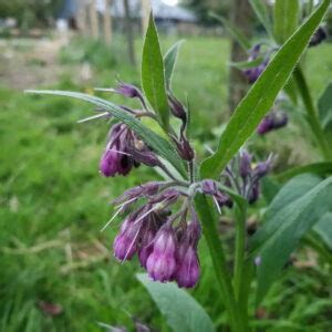 Quelles Fleurs Pour Un Potager En Permaculture Mon Premier Potager