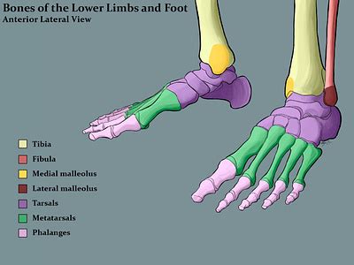 Tarsal Bones Study by Maya Green on Dribbble