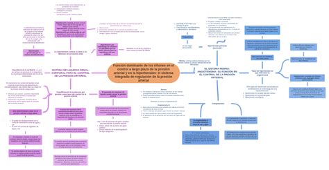 Función Dominante De Los Riñones En El Control A Largo Plazo De La Presión