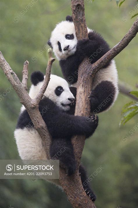 Giant Panda Ailuropoda Melanoleuca Six To Eight Month Old Cubs