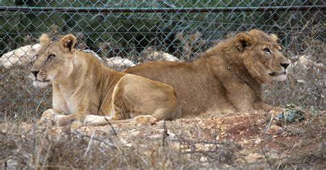 Des lions du Soudan reçoivent des soins urgents QUATRE PATTES en