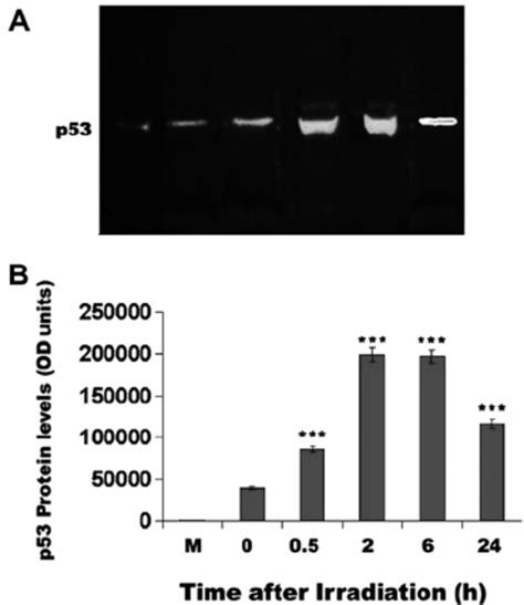 Western Blot Analysis And Quantification Of P53 Protein Expression In Download Scientific