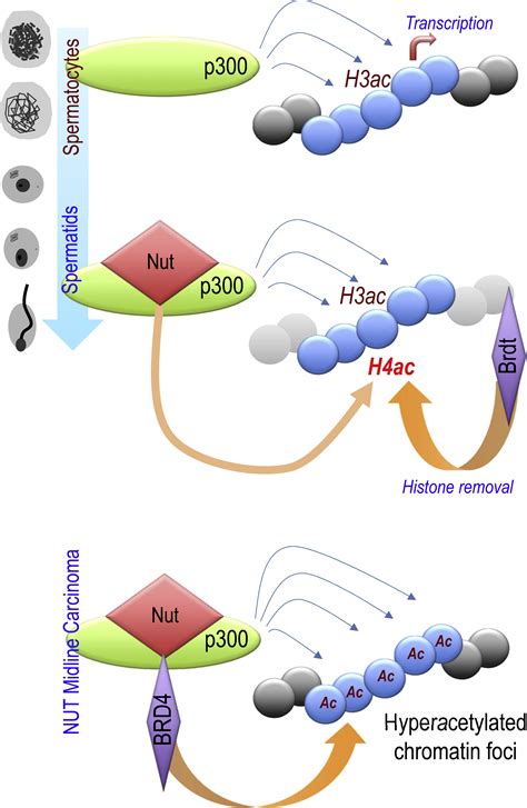 Nut Directs P Dependent Genome Wide H Hyperacetylation In Male