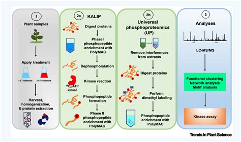 祝英方课题组在trends In Plant Science杂志发表植物逆境应答研究综述论文 生物通