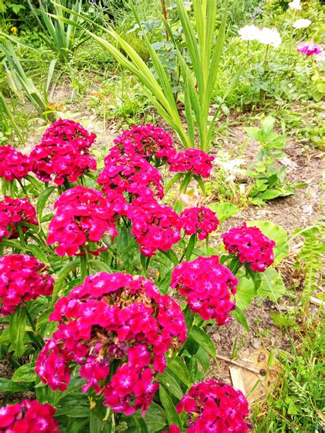 Garden carnation free image - № 56589
