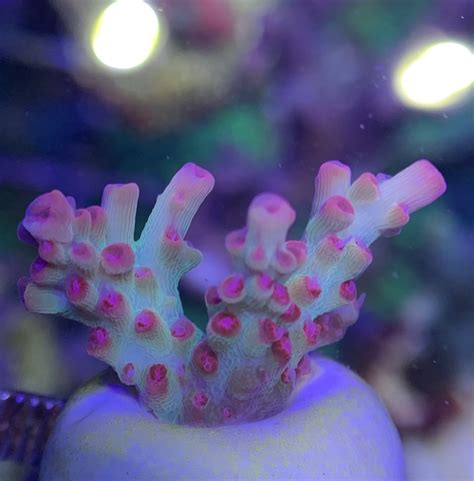 Acropora Microclados Strawberry Shortcake CommunityCorals