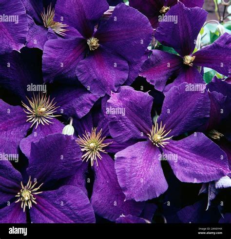 Clematis Jackmanii Agm Jackmans Clematis Stock Photo Alamy