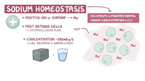 Sodium And Potassium Balance