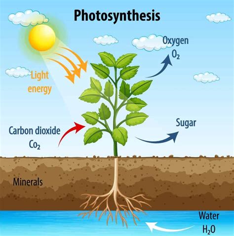 Photosynthesis Process Step By Step