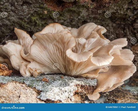 Seta De Ostra Ostreatus Del Pleurotus Imagen De Archivo Imagen De