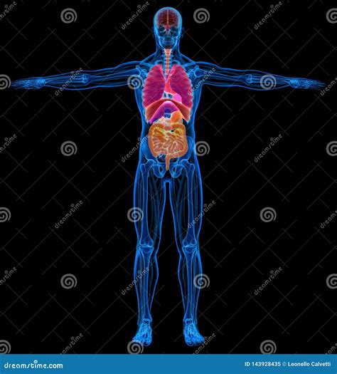 Man Skeletal, Muscles and Internal Organs Diagram. X-ray Stock ...