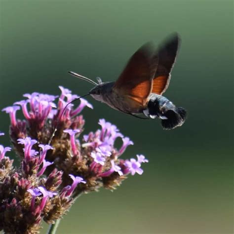 Natuurmonumenten Foto Van De Maand Nxz01 Agbc