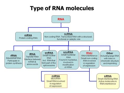 Non Coding Rnas Chenyuan