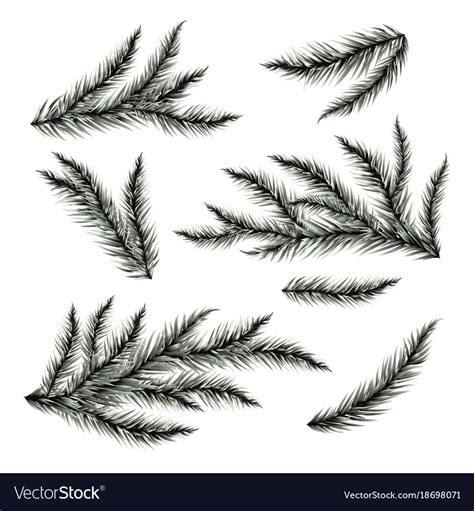 Pine tree branches isolated on white Royalty Free Vector