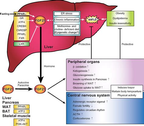 Frontiers Research Perspectives On The Regulation And Physiological