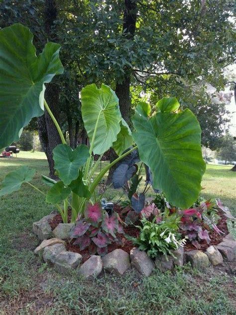 JUMBO Elephant Ear Bulb To Grow 1 Bulb In 2021 Elephant Ear Bulbs