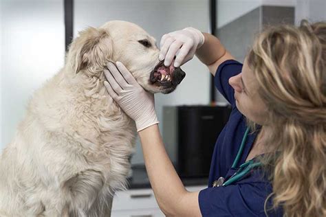 Veterinarios Espa Oles Analizan El Pron Stico De Los Melanomas Orales