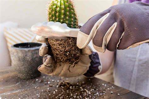 How To Safely Transplant A Cactus