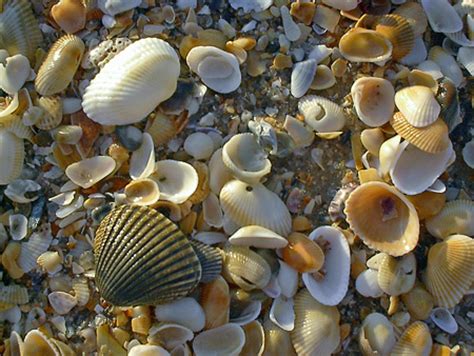 Bruce Gourley Photography: Florida Seashells, St. George Island, Florida