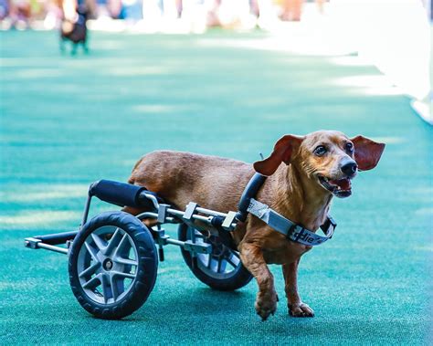 Wiener Dog Races And Ridgefield Oktoberfest Packed Downtown The Reflector